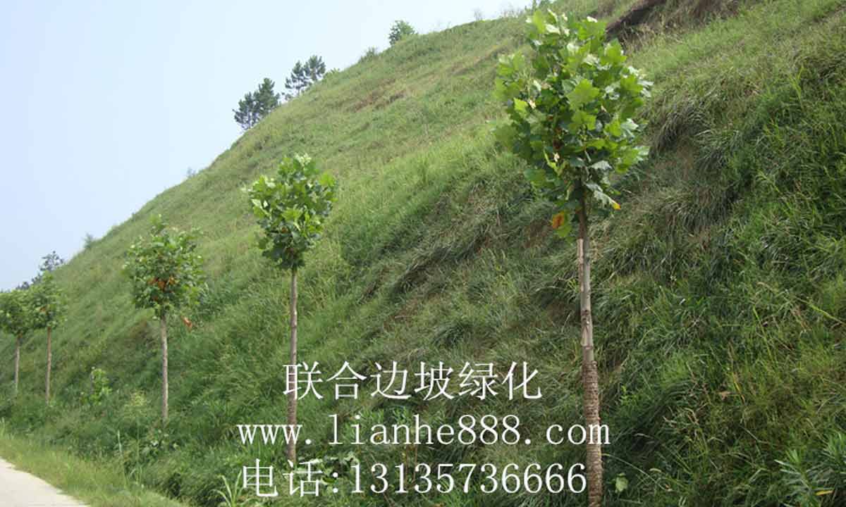 灌草植（zhí）物在邊坡防（fáng）護中的作用